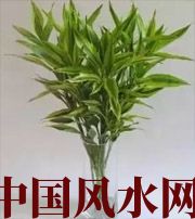 淮北十二生肖养什么植物最旺财运？你知道吗！